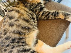 -平行世界·猫咖(首经贸店)