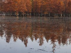 -白鹭湾湿地公园