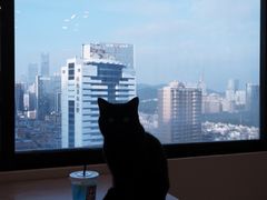 -有喵·猫咖·狗咖·30几只猫10只小狗(岗厦店)
