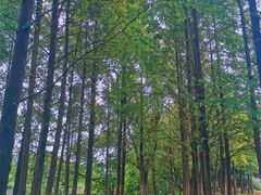 -梁鸿国家湿地公园