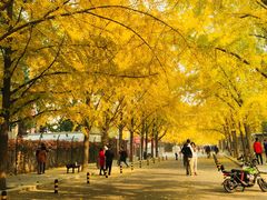 -三里屯东五街银杏大道