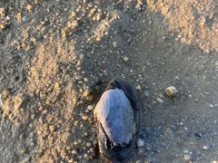 -北海金海湾红树林生态旅游区