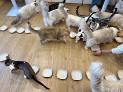 -有喵·猫咖·狗咖·30几只猫10只小狗(岗厦店)