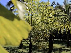 -中国科学院西双版纳热带植物园