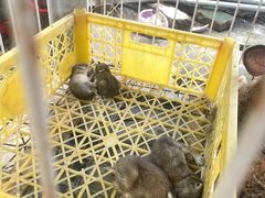 -马陆小张葡萄园农家乐