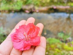 -南国桃园旅游度假区