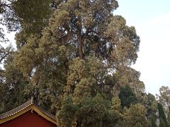 -武侯墓风景区