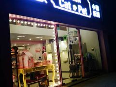 -70cat德文卷毛猫·缅因猫纯种猫舍