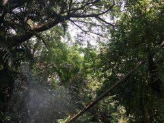 -绿光森林餐厅