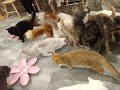 -楼上猫咖(罗湖店)