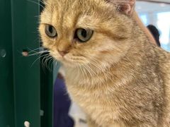 -共舞时光猫咖·狗咖(新街口店)
