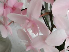 -Gigi Florist·Dk Coffee