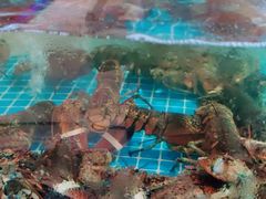 -蓝珊甄选海鲜自助·火锅大排档(近阿那亚店)