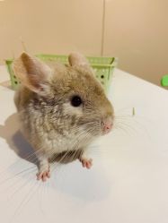 -Moni星球萌宠·小马宝莉·灵蛇·高端高阶全萌宠互动体验俱乐部(红豆国际广场店)