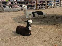 -祥源·阜阳生态乐园