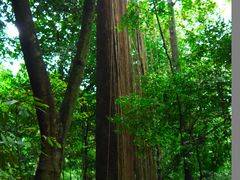 -武吉知马自然保护区