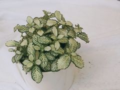 -Flower in(密渡桥店)