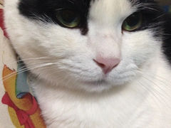 iphone_upload_pic-Anne猫窝咖啡屋