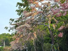 -深圳国际园林花卉博览园