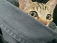 -瑞鹏宠物医院·骨科·猫科·内科(第一中心)