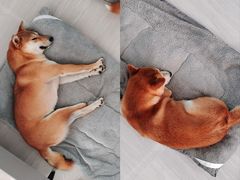 -美联众合动物医院·24h转诊中心