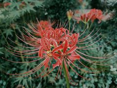 -上海佘山国家森林公园天马山园