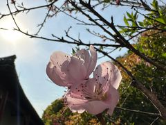 -南汇桃花村