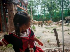 -上海野生动物园老虎餐厅