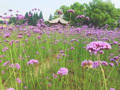 -杭州城北体育公园