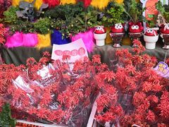 -越秀西湖花市(广州城市广场花卉店)
