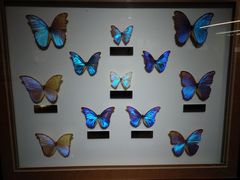 -上海昆虫博物馆