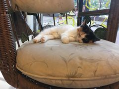 -平行世界·猫咖(首经贸店)