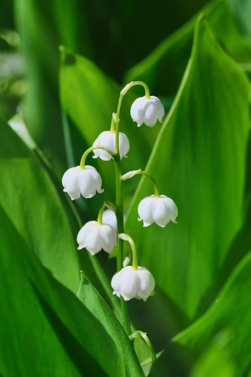 发现美好 低矮绿叶间幽静悠然开放着的铃兰