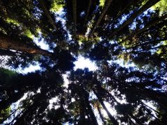 -武陵山森林公园