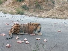 -大连森林动物园