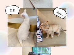 -飞行喵MR PILOT|猫舍·猫咖(静安大融城店)