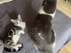 -飞行喵MR PILOT|猫舍·猫咖(静安大融城店)