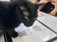 -喵园·猫主题咖啡厅·撸猫·猫咖(国贸店)