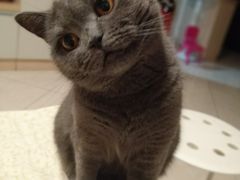 -lincat·猫舍(广州店)