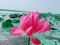 -白洋淀景区