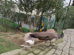 -西霞口神雕山野生动物世界