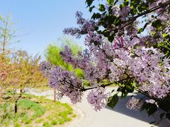 -永定河休闲森林公园