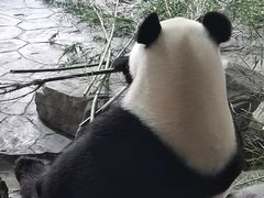 -上海野生动物园