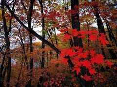 -天女山森林公园