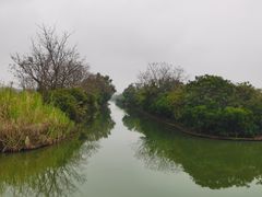 -大湾区中央湿地公园