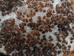 -武陵山森林公园