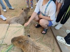 -西霞口神雕山野生动物世界