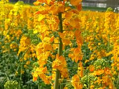 -中国天府农业博览园