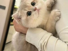 -欣宠猫屋·矮脚拿破仑·蓝金金渐层