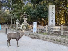 -奈良公园